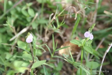 Rungia repens flower1.jpg
